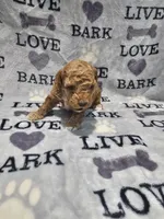 Mia, a female Poodle - Toy  for sale in Miami, FL – Photo 8 of 8