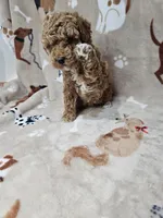 Mia, a female Poodle - Toy  for sale in Miami, FL – Photo 3 of 8