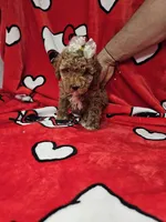 Mia, a female Poodle - Toy  for sale in Miami, FL – Photo 1 of 8