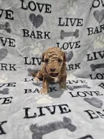 Mia, a female Poodle - Toy  for sale in Miami, FL – Photo 7 of 8