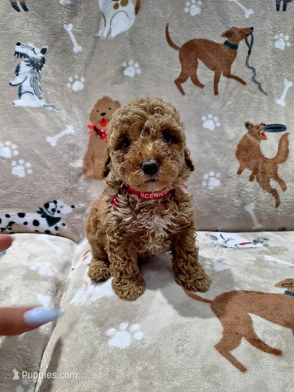 Max – Poodle - Toy  puppy for sale in Miami, FL