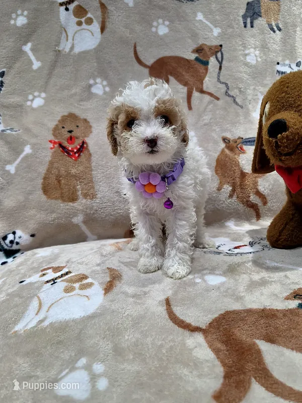 Angel – Poodle - Toy  puppy for sale in Miami, FL