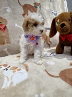 Viola, a female Poodle - Toy  for sale in Miami, FL – 4 of 10
