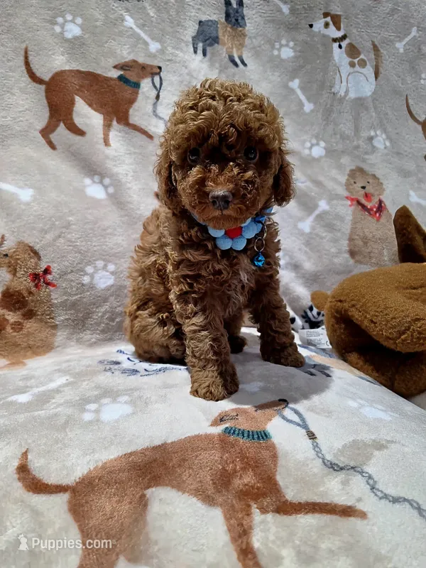 Candy – Poodle - Toy  puppy for sale in Miami, FL