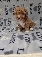 Bella, a female Poodle - Toy  for sale in Miami, FL – 2 of 2