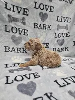 Lana, a female Poodle - Toy  for sale in Miami, FL – Photo 7 of 8