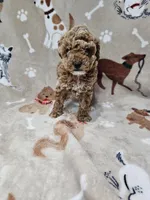 Lana, a female Poodle - Toy  for sale in Miami, FL – Photo 4 of 8