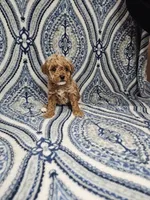 Lana, a female Poodle - Toy  for sale in Miami, FL – Photo 5 of 8