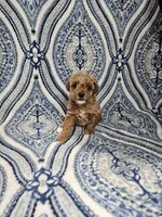 Lana, a female Poodle - Toy  for sale in Miami, FL – Photo 6 of 8