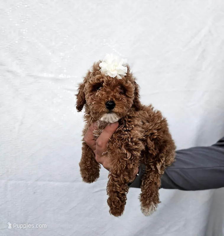 Lana – Poodle - Toy  puppy for sale in Miami, FL