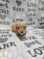 Lana, a female Poodle - Toy  for sale in Miami, FL – Photo 8 of 8