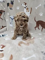 Lana, a female Poodle - Toy  for sale in Miami, FL – Photo 3 of 8