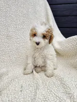 Viola, a female Poodle - Toy  for sale in Miami, FL – 2 of 10