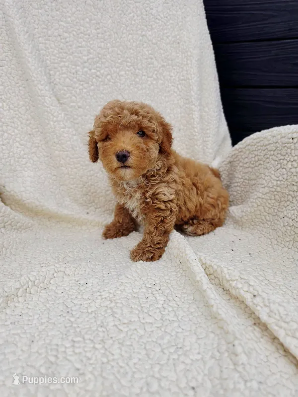 Max – Poodle - Toy  puppy for sale in Miami, FL