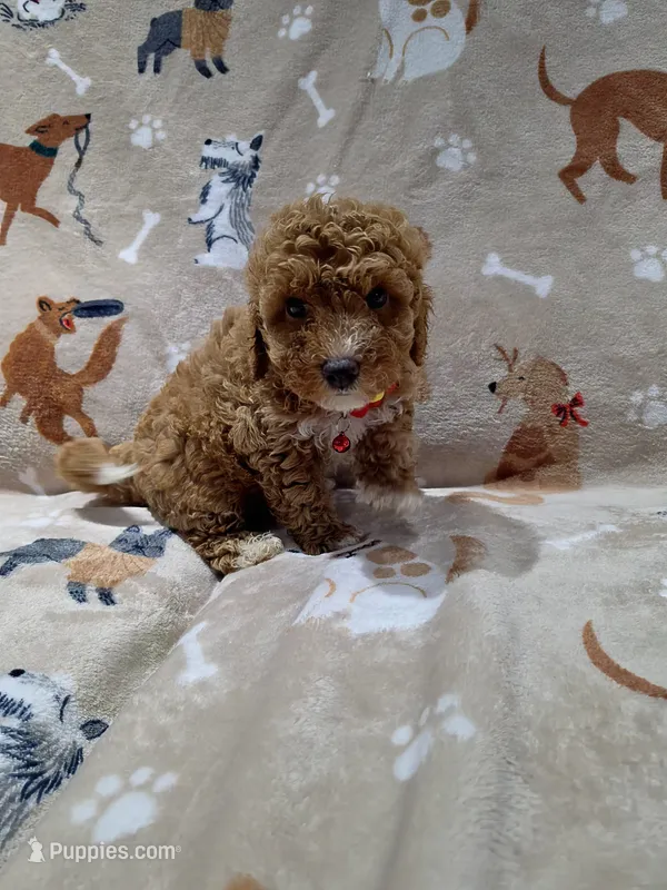 Bella – Poodle - Toy  puppy for sale in Miami, FL