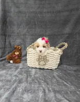 Viola, a female Poodle - Toy  for sale in Miami, FL – 6 of 10