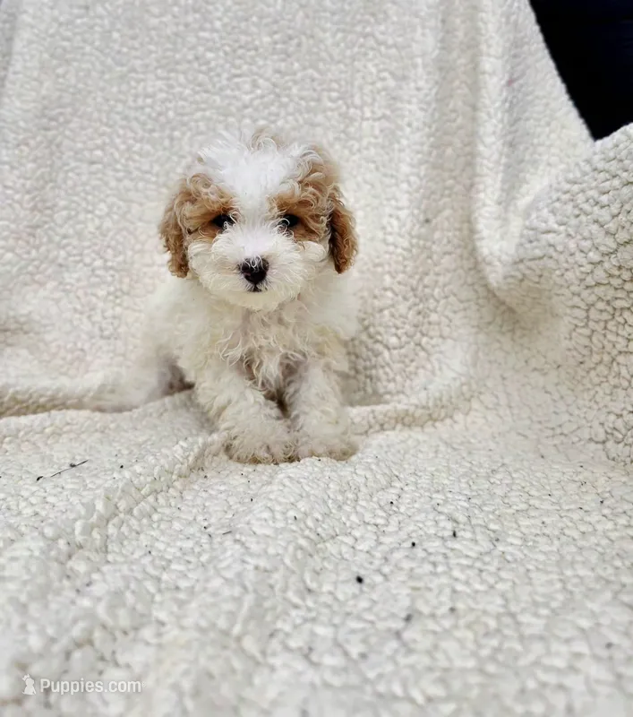 Viola – Poodle - Toy  puppy for sale in Miami, FL
