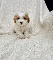 Viola, a female Poodle - Toy  for sale in Miami, FL – 1 of 10