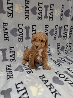 Teddy, a male Poodle - Toy  for sale in Miami, FL – 2 of 2