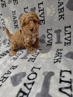 Max, a male Poodle - Toy  for sale in Miami, FL – 2 of 2