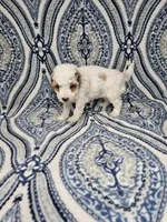 Queen, a female Poodle - Toy  for sale in Miami, FL – Photo 6 of 8