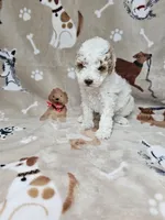 Queen, a female Poodle - Toy  for sale in Miami, FL – Photo 4 of 8