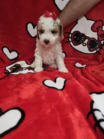 Queen, a female Poodle - Toy  for sale in Miami, FL – Photo 1 of 8