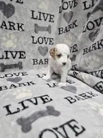 Queen, a female Poodle - Toy  for sale in Miami, FL – Photo 7 of 8