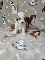 Queen, a female Poodle - Toy  for sale in Miami, FL – Photo 3 of 8