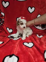 Queen, a female Poodle - Toy  for sale in Miami, FL – Photo 2 of 8