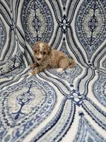 Max, a male Poodle - Toy  for sale in Miami, FL – Photo 6 of 8