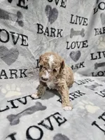 Max, a male Poodle - Toy  for sale in Miami, FL – Photo 7 of 8