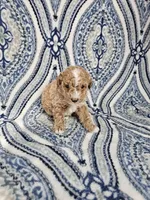 Max, a male Poodle - Toy  for sale in Miami, FL – Photo 5 of 8