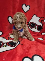 Max, a male Poodle - Toy  for sale in Miami, FL – Photo 1 of 8