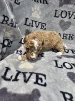 Max, a male Poodle - Toy  for sale in Miami, FL – Photo 8 of 8