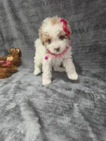 Viola, a female Poodle - Toy  for sale in Miami, FL – 5 of 10