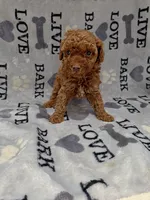 Candy, a female Poodle - Toy  for sale in Miami, FL – 2 of 2