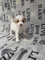 Dior, a female Poodle - Toy  for sale in Miami, FL – 2 of 2
