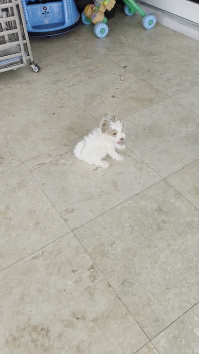 Viola, a female Poodle - Toy  for sale in Miami, FL – 9 of 10