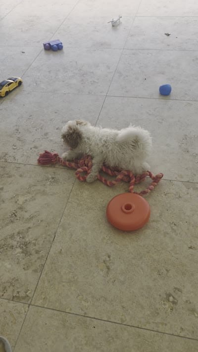 Viola, a female Poodle - Toy  for sale in Miami, FL – 10 of 10