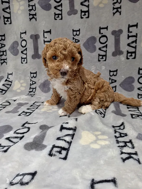 Bella – Poodle - Toy  puppy for sale in Miami, FL
