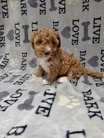 Bella, a female Poodle - Toy  for sale in Miami, FL – 1 of 2