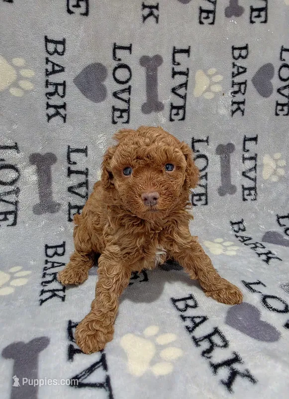 Candy – Poodle - Toy  puppy for sale in Miami, FL
