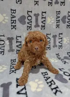 Candy, a female Poodle - Toy  for sale in Miami, FL – 1 of 2