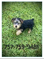 Chloe, a female Yorkshire Terrier for sale in Gloucester, VA – 6 of 7
