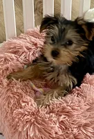 Chloe, a female Yorkshire Terrier for sale in Gloucester, VA – 7 of 7