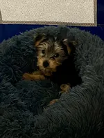 Chloe, a female Yorkshire Terrier for sale in Gloucester, VA – 5 of 7