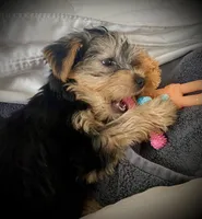 Chloe, a female Yorkshire Terrier for sale in Gloucester, VA – 3 of 7