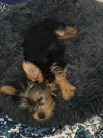 Chloe, a female Yorkshire Terrier for sale in Gloucester, VA – 4 of 7
