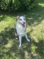Bailey, a female Australian Shepherd for sale in Homestead Base, FL – 1 of 4